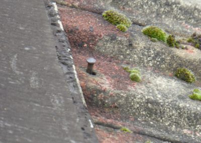 Side View Of Moss On Tiles